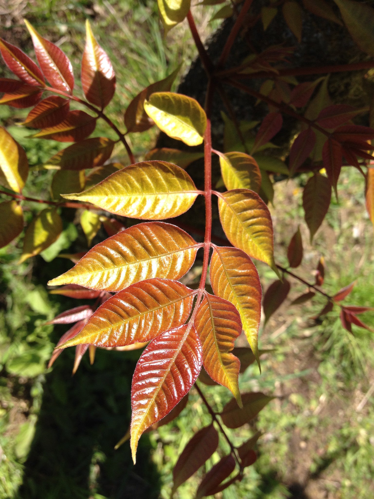 Toxicodendron verniciflua (Chinese Lacquer Tree) Syn. Rhus verniciflua