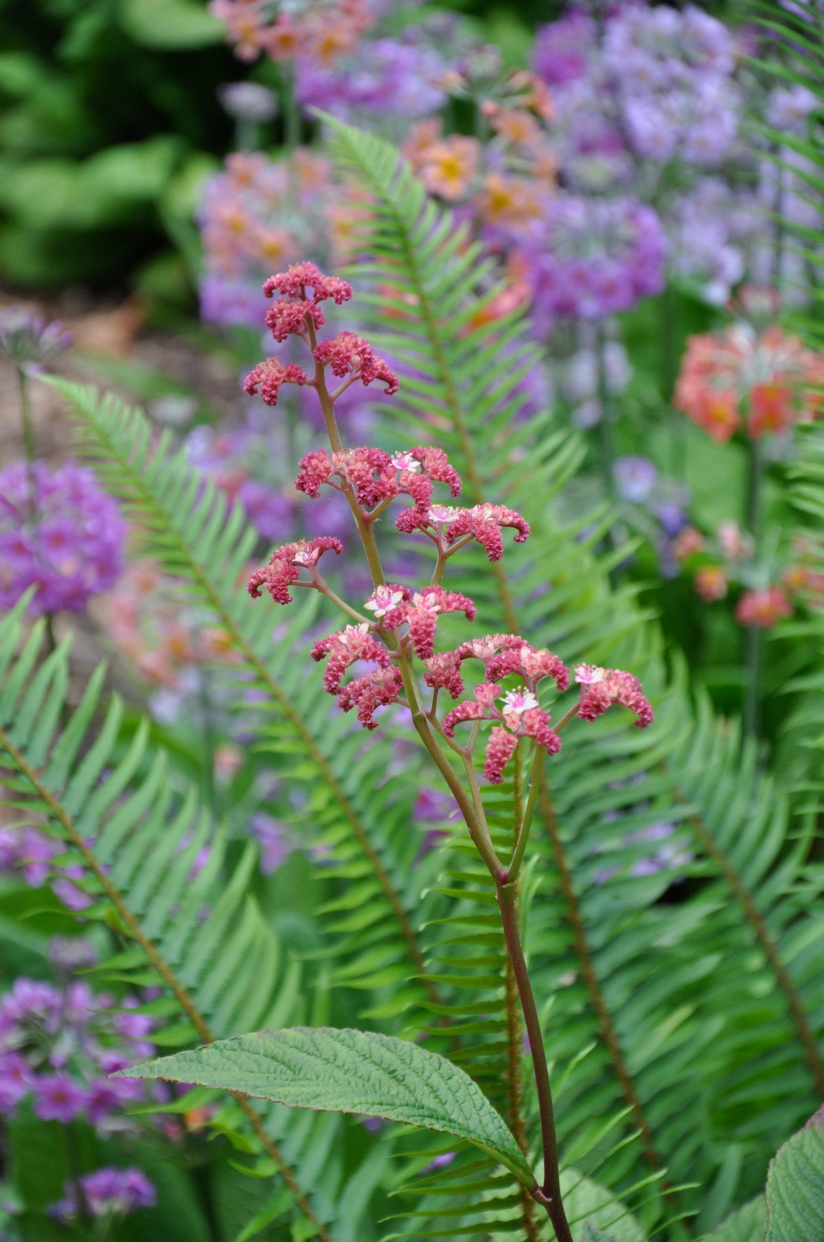 Rodgersia pinnata &#39;Chocolate Wing&#39;  (Chocolate Wing Rodgersia)