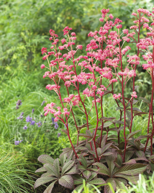 Rodgersia henrici &#39;Cherry Blush&#39;  (Cherry Blush Rodgersia)