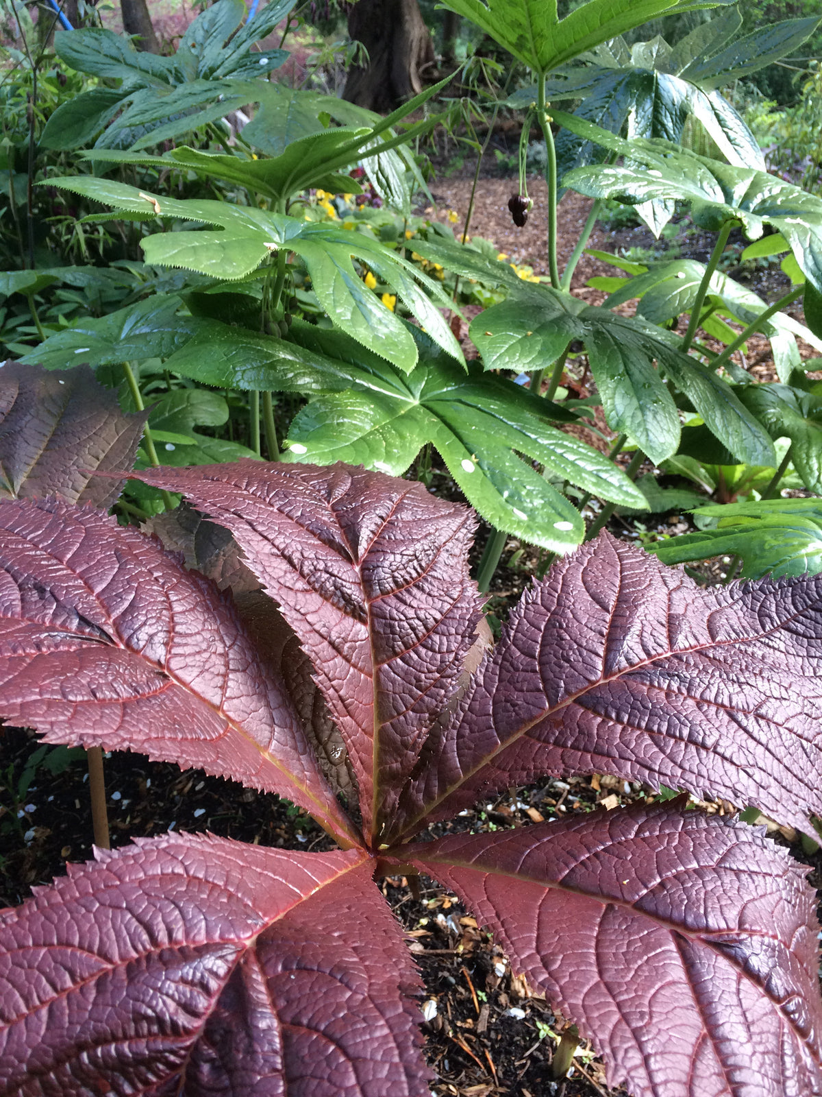 Rodgersia podophylla &#39;Tien Tsin Red&#39;