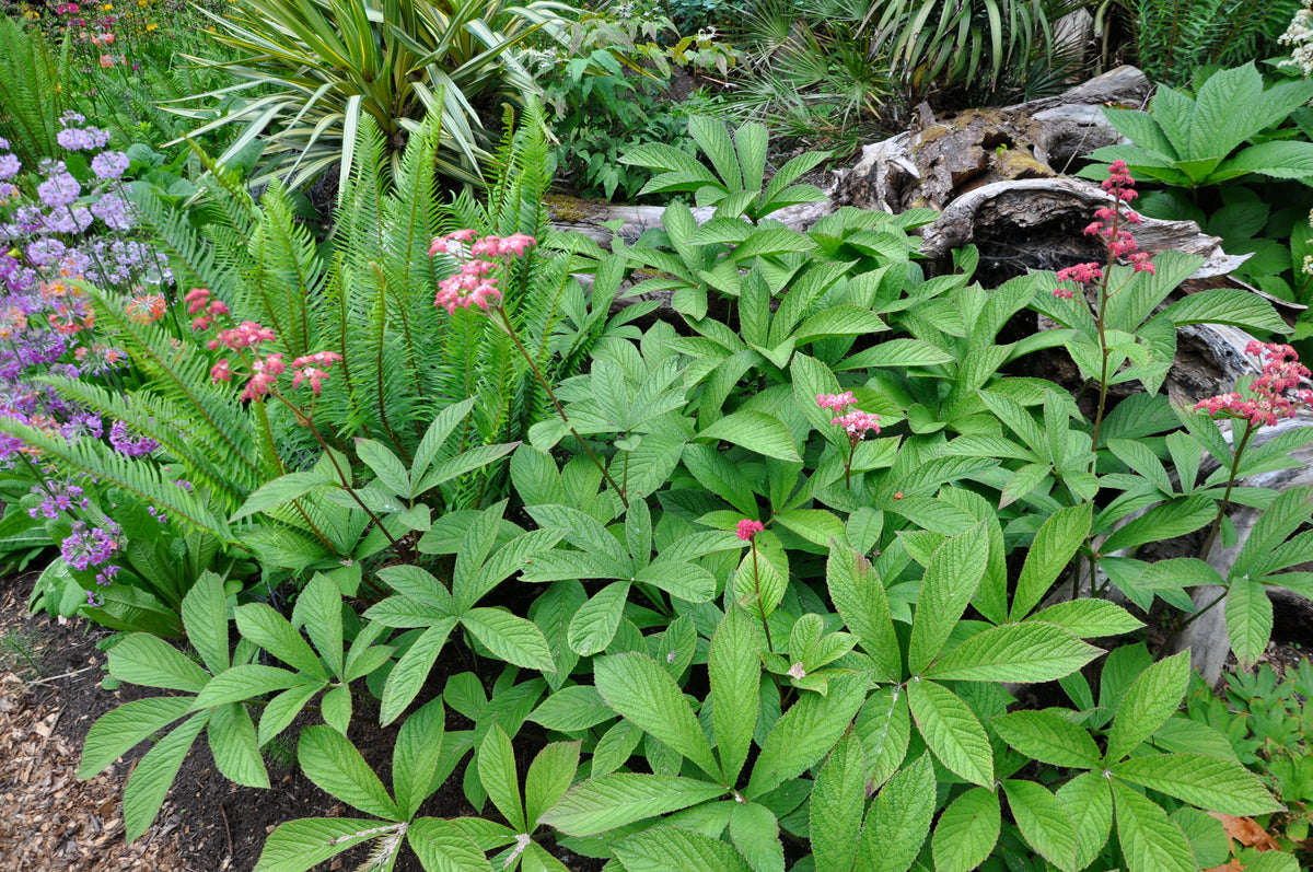 Rodgersia pinnata &#39;Chocolate Wing&#39;  (Chocolate Wing Rodgersia)