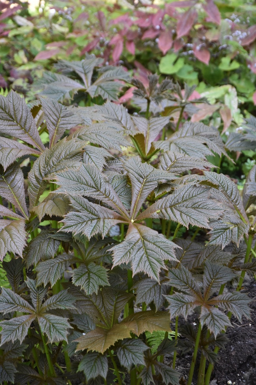 Rodgersia podophylla &#39;Rotlaub&#39; (Giant Saxifragaceae)