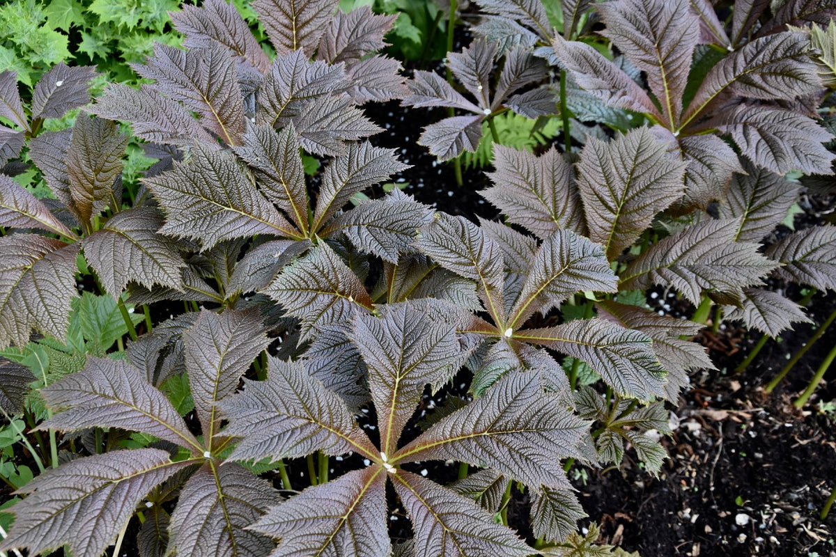 Rodgersia podophylla &#39;Rotlaub&#39; (Giant Saxifragaceae)