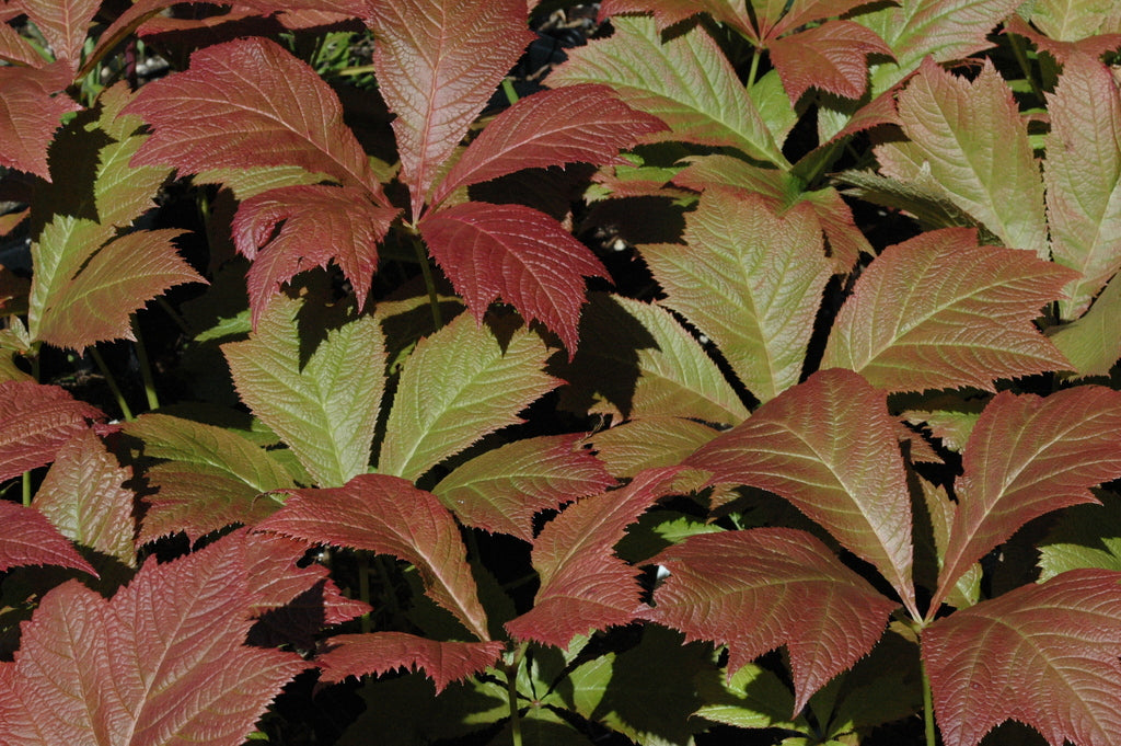 Rodgersia podophylla 'Rotlaub' (Giant Saxifragaceae)