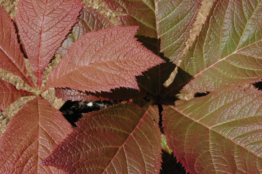 Rodgersia podophylla &#39;Rotlaub&#39; (Giant Saxifragaceae)