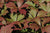 Rodgersia podophylla 'Rotlaub' (Giant Saxifragaceae)