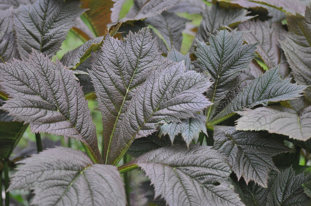 Rodgersia podophylla &#39;Rotlaub&#39; (Giant Saxifragaceae)
