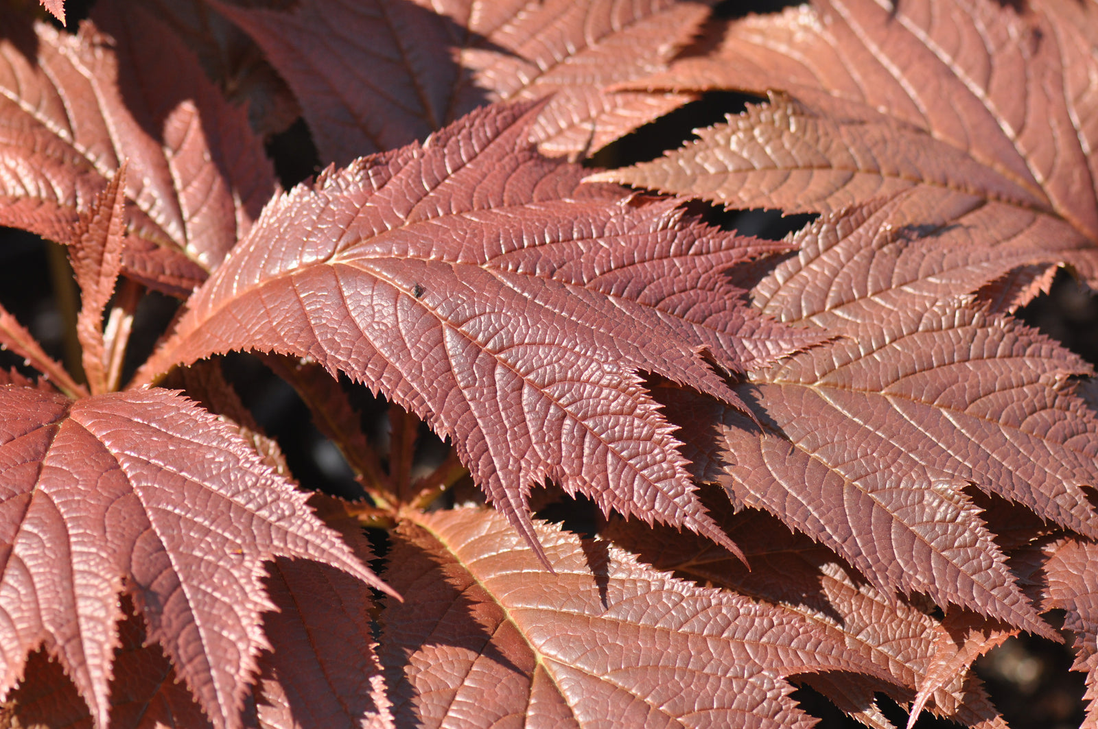 Rodgersia podophylla 'Tien Tsin Red'