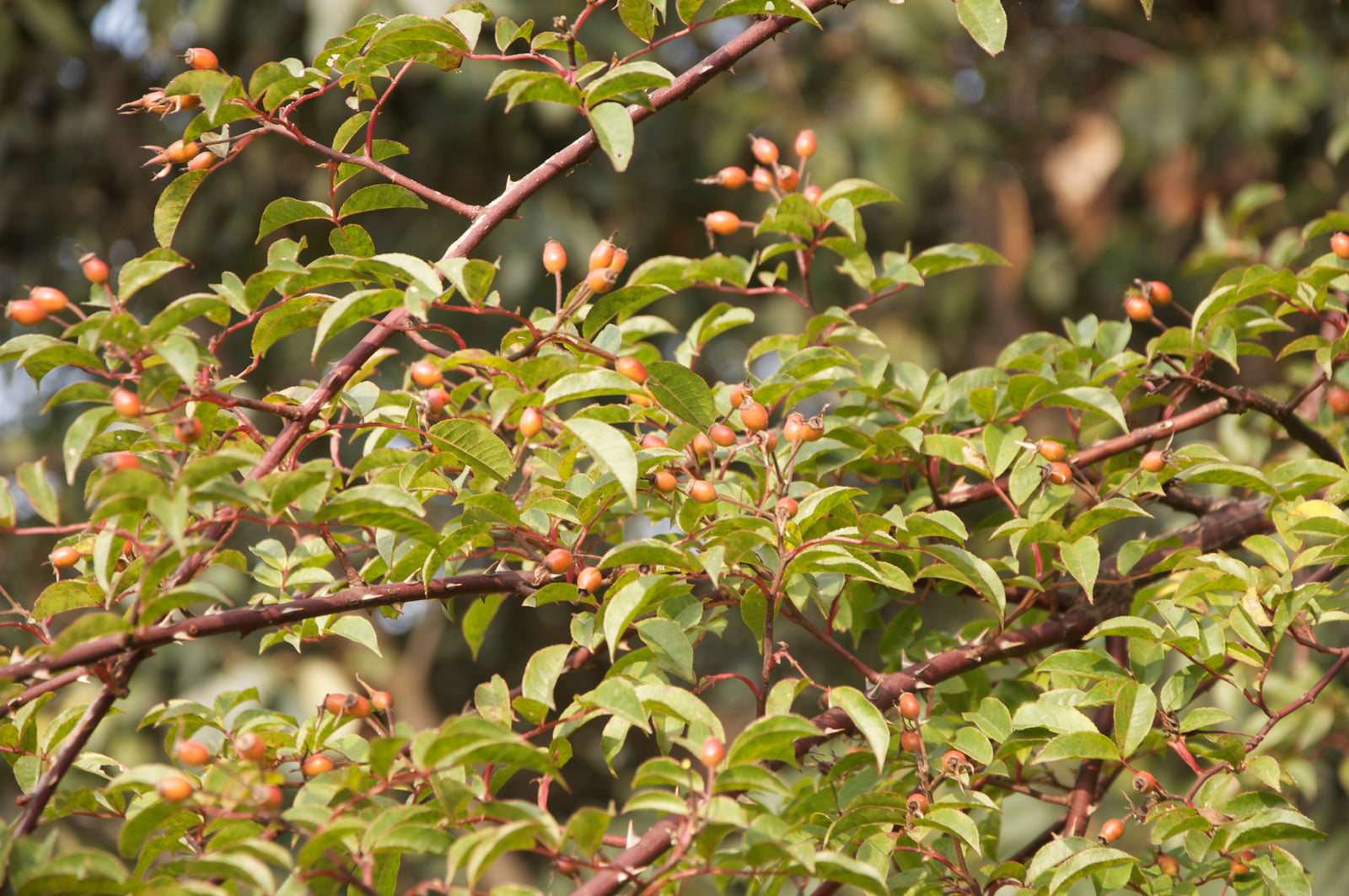 Rosa sp. ZHNP047 (Species Climbing Rose)