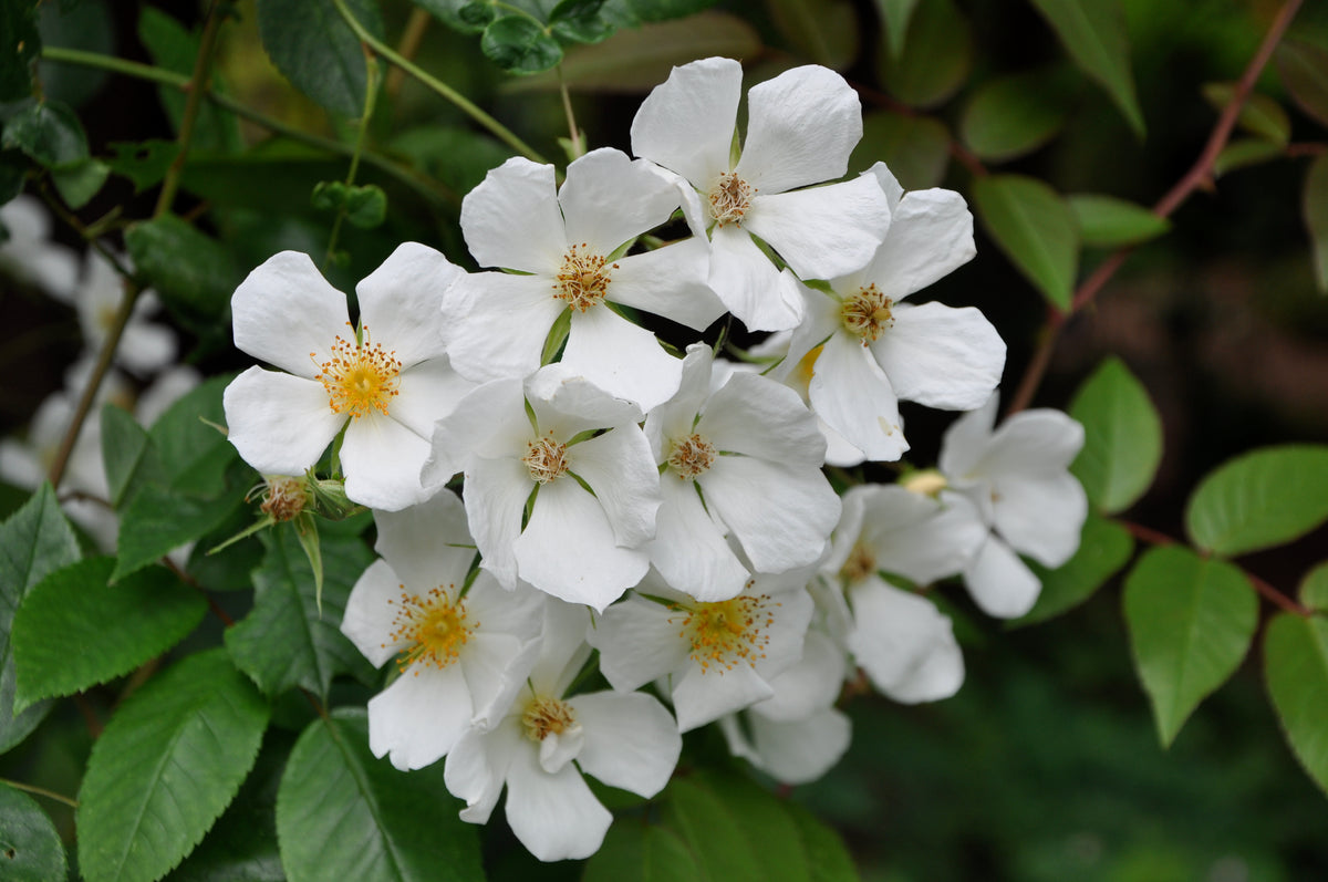 Rosa mulliganii (Species Climbing Rose)