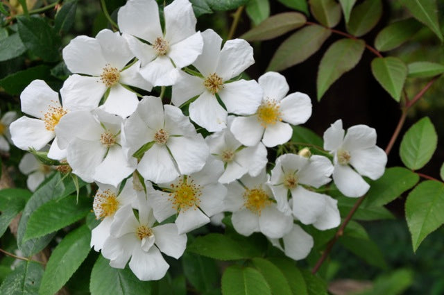 Rosa mulliganii (Species Climbing Rose)