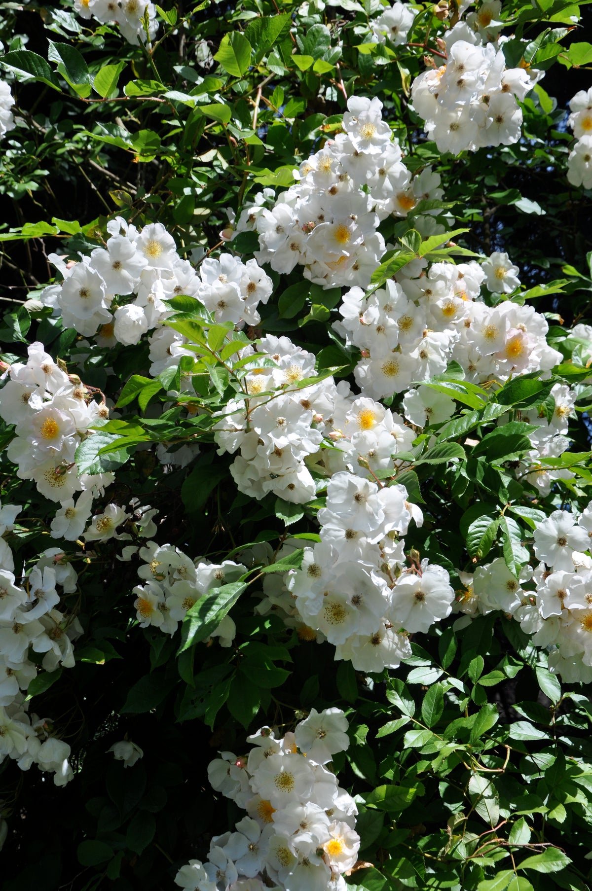 Rosa mulliganii (Species Climbing Rose)