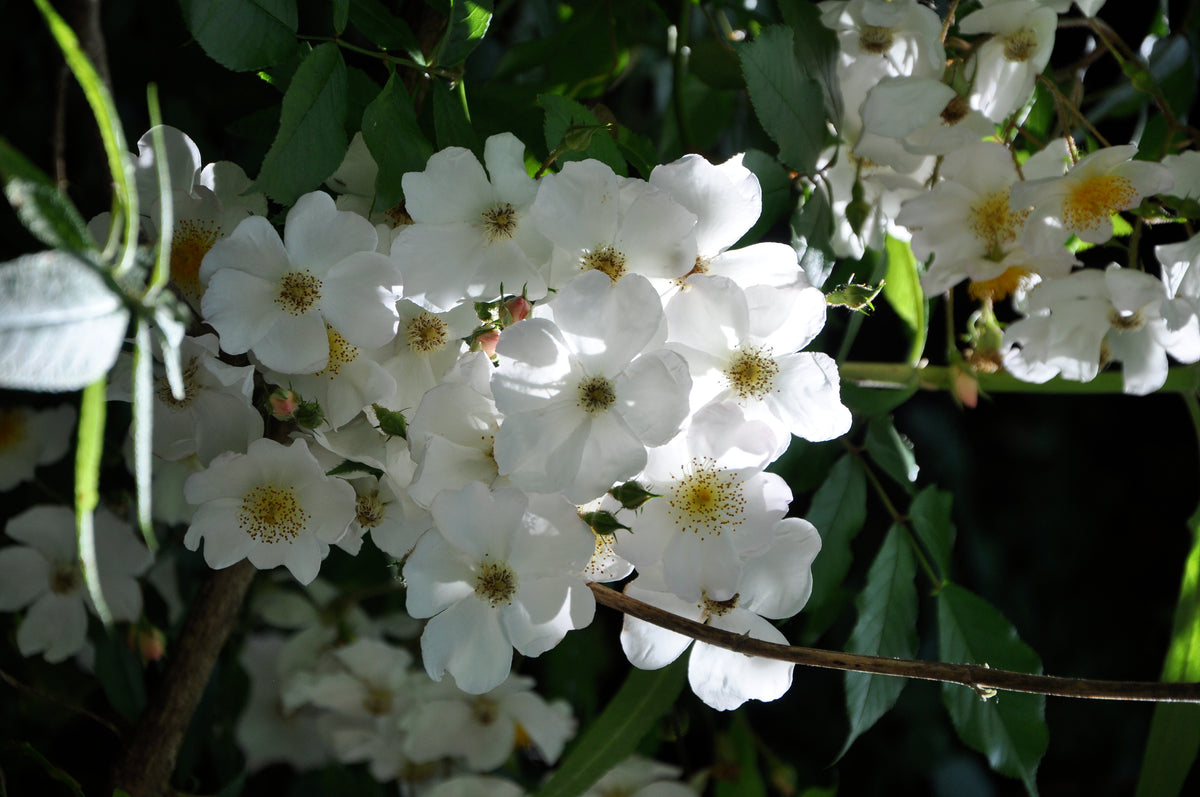 Rosa mulliganii (Species Climbing Rose)