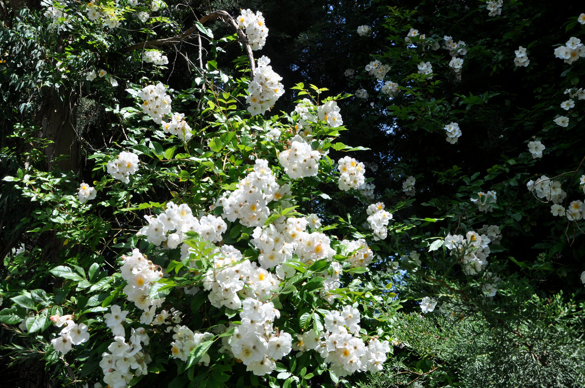 Rosa mulliganii (Species Climbing Rose)