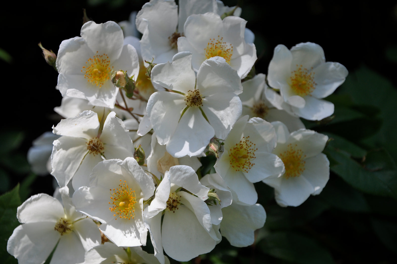 Rosa mulliganii (Species Climbing Rose)