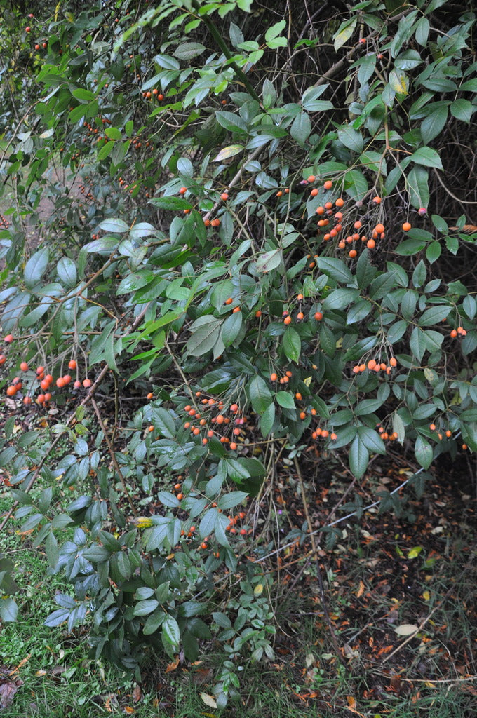 Rosa mulliganii (Species Climbing Rose)