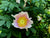 Rosa roxburghii (Sweet Chestnut Rose)