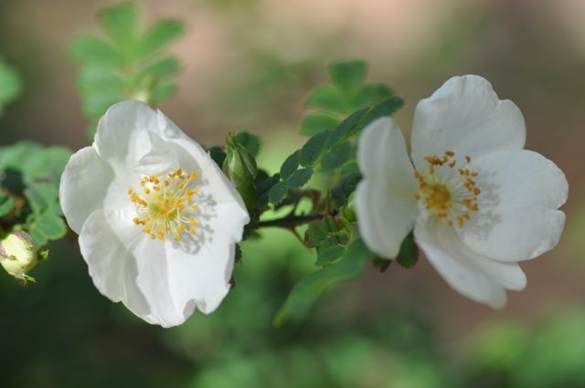 Rosa serecea subsp. omeiensis f. pteracantha (Winged Thorn Rose)