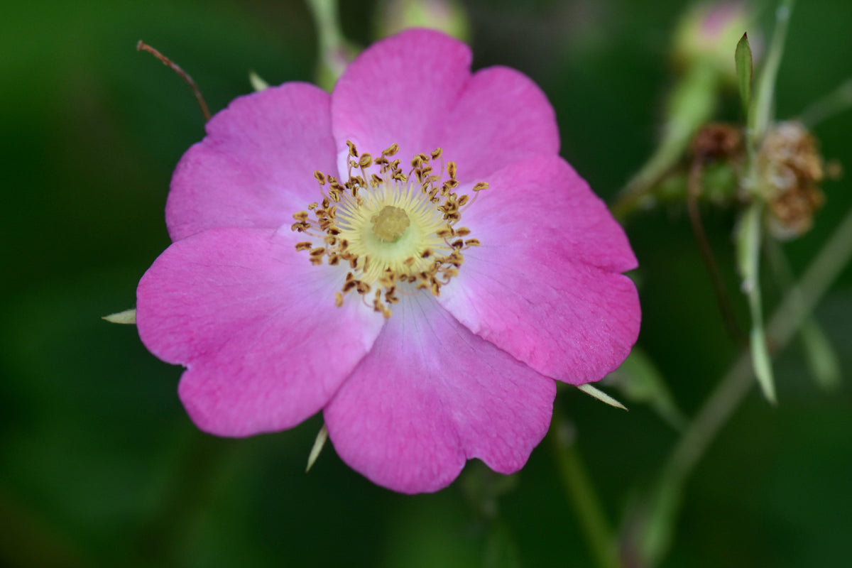Rosa &#39;Imperial Cross&#39;  (Hybrid Chinese Rose)