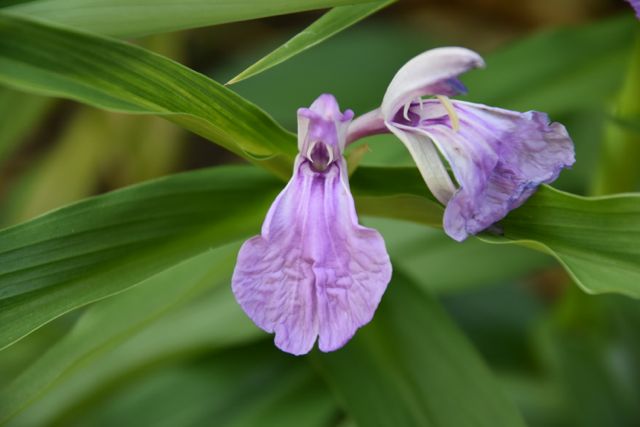 Roscoea purpurea  (Hardy Ginger)