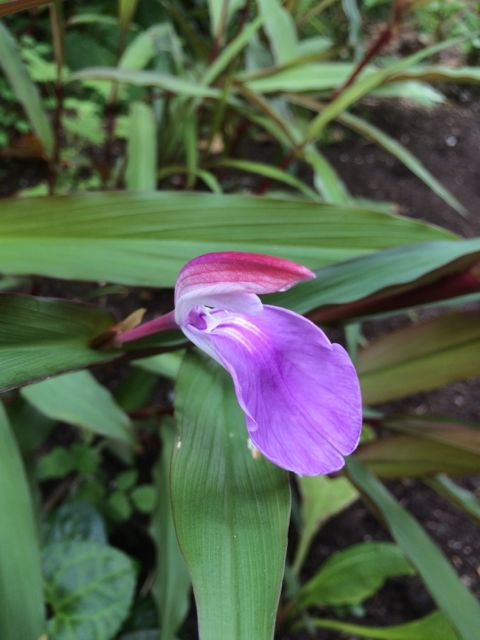 Roscoea purpurea &#39;Spice Island&#39; (Hardy Alpine Ginger)