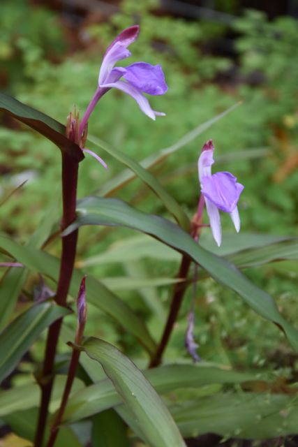 Roscoea purpurea &#39;Spice Island&#39; (Hardy Alpine Ginger)