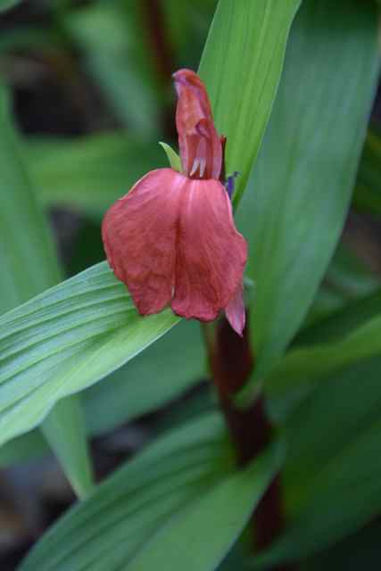 Roscoea purpurea f. rubra &#39;Red Gurkha&#39; (Hardy Alpine Ginger)