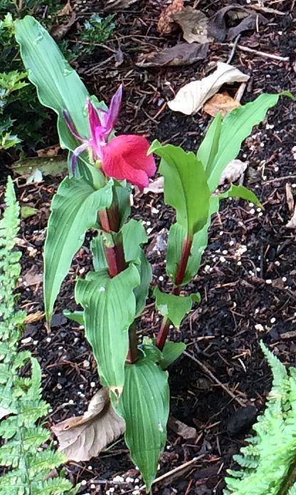 Roscoea purpurea f. rubra &#39;Red Gurkha&#39; (Hardy Alpine Ginger)