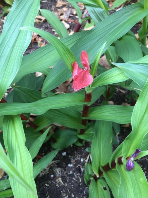 Roscoea purpurea f. rubra &#39;Red Gurkha&#39; (Hardy Alpine Ginger)