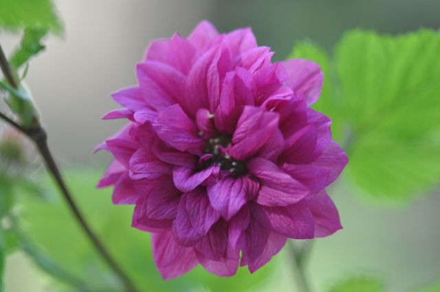 Rubus spectabalis &#39;Olympic Double&#39; (Double Flowering Salmonberry)