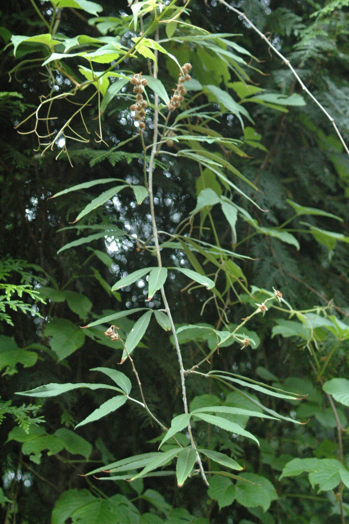 Rubus henryi var. bambusarum (Bamboo-Leaved Raspberry)