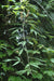 Rubus henryi var. bambusarum (Bamboo-Leaved Raspberry)