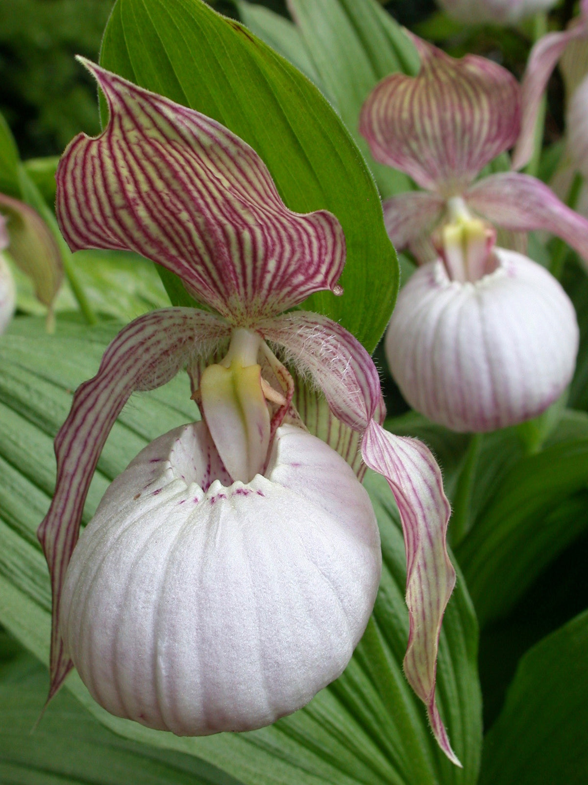 Cypripedium &#39;Sabine&#39;  (Hardy Orchid)