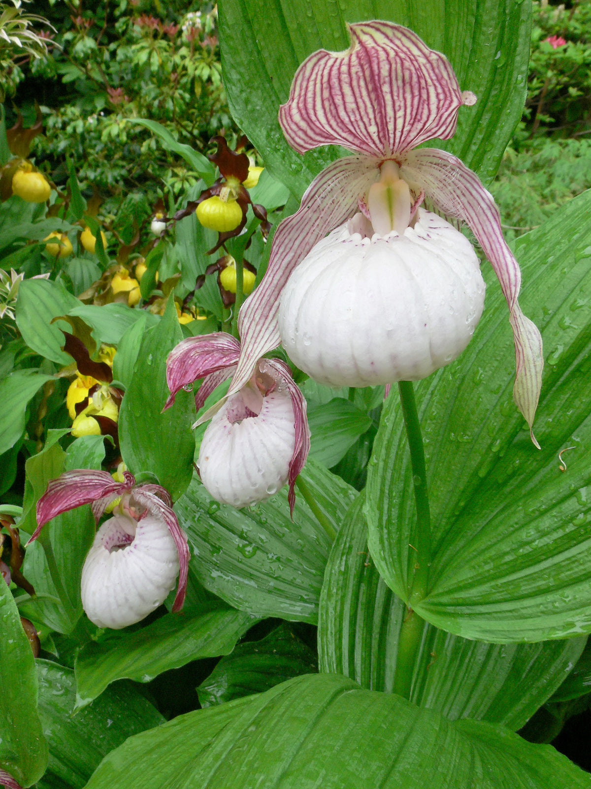 Cypripedium &#39;Sabine&#39;  (Hardy Orchid)