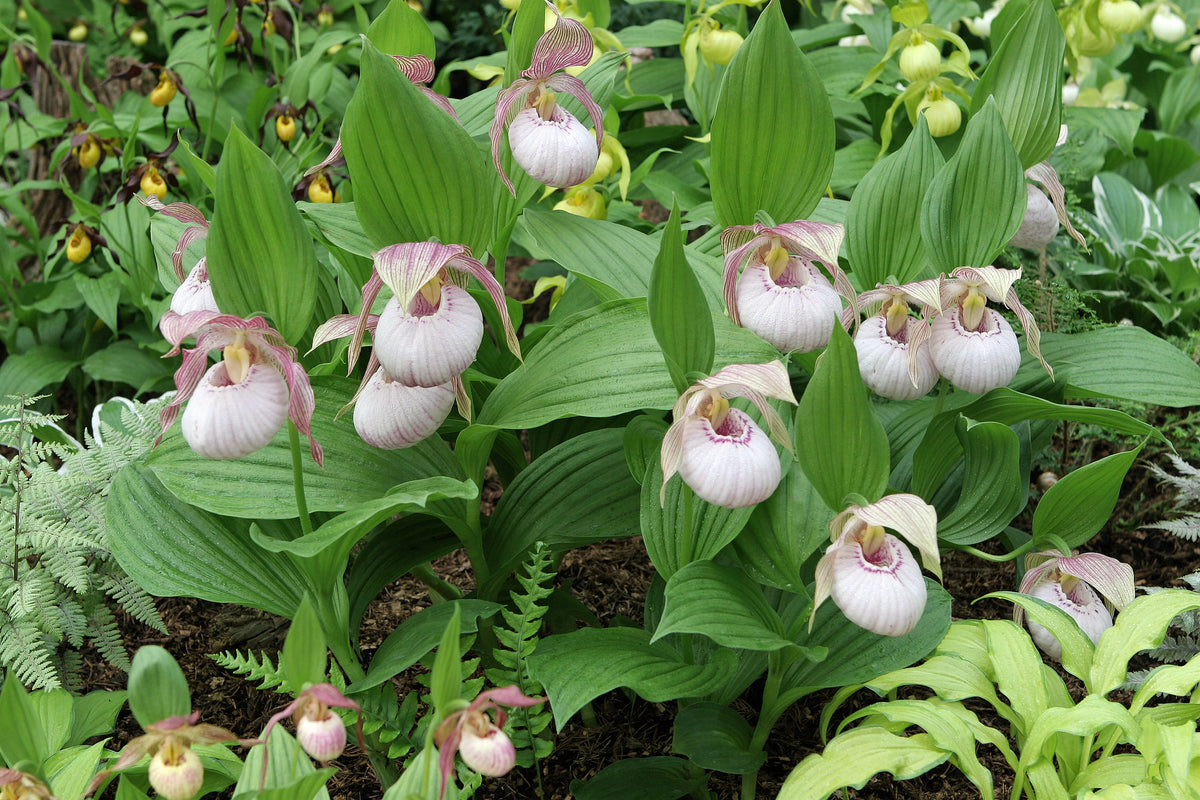 Cypripedium &#39;Sabine&#39;  (Hardy Orchid)