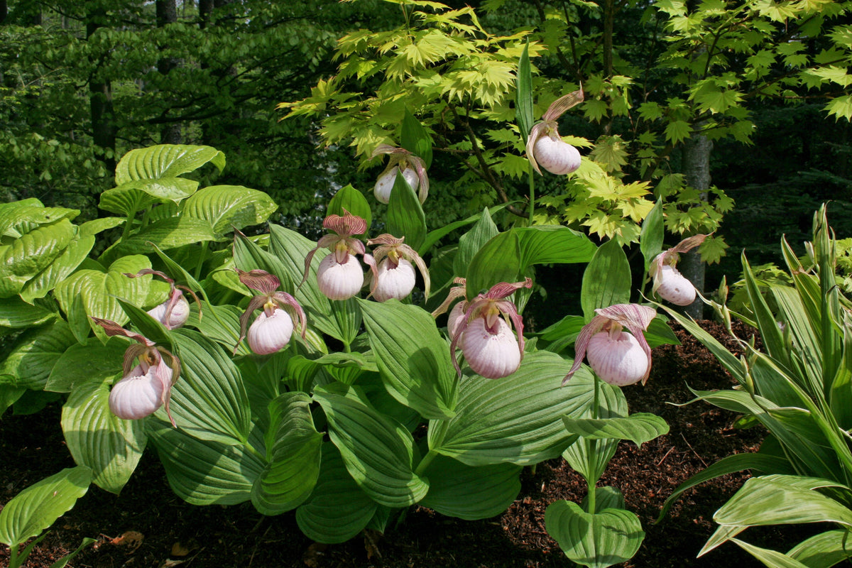 Cypripedium &#39;Sabine&#39;  (Hardy Orchid)