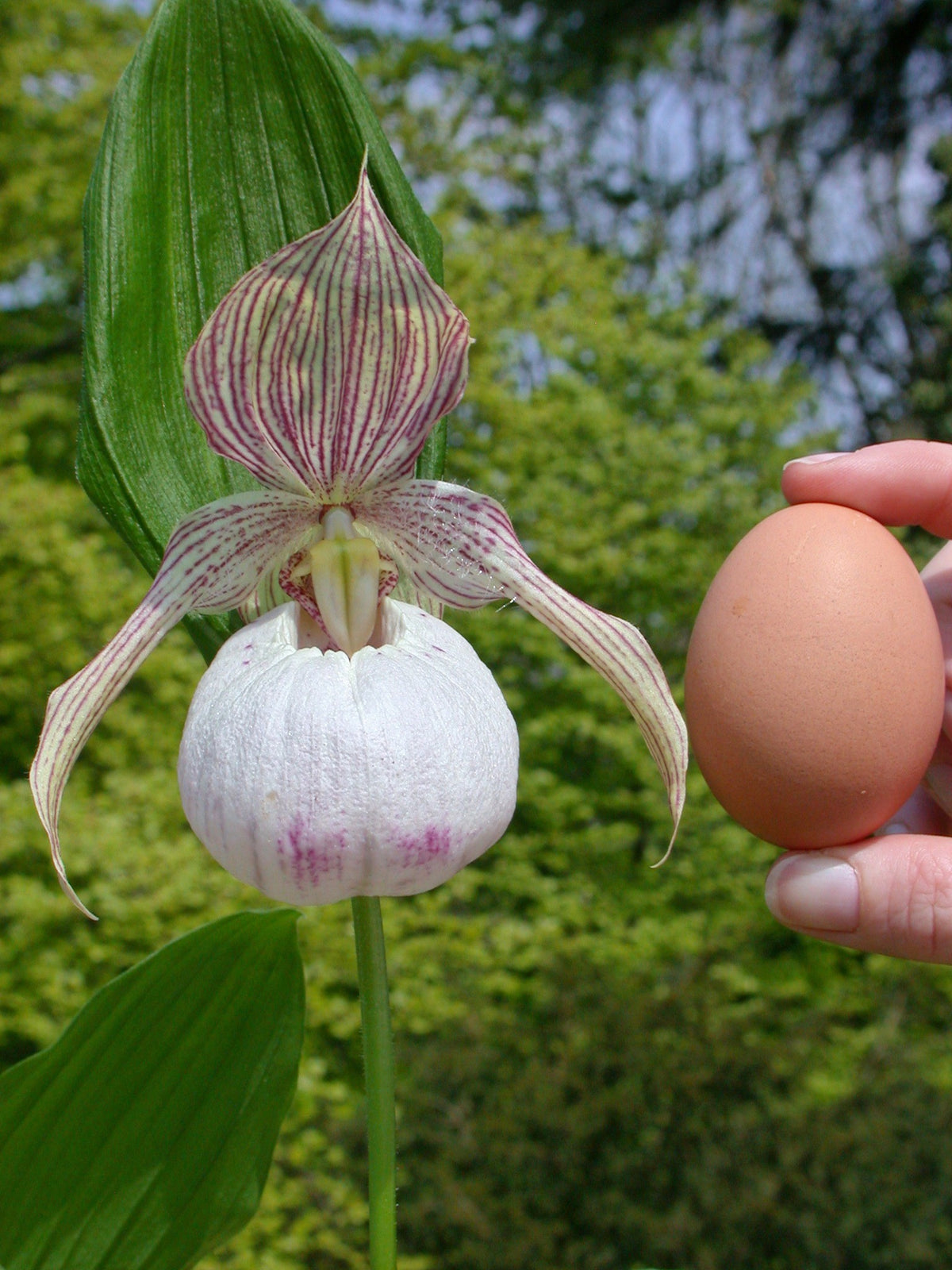 Cypripedium &#39;Sabine&#39;  (Hardy Orchid)