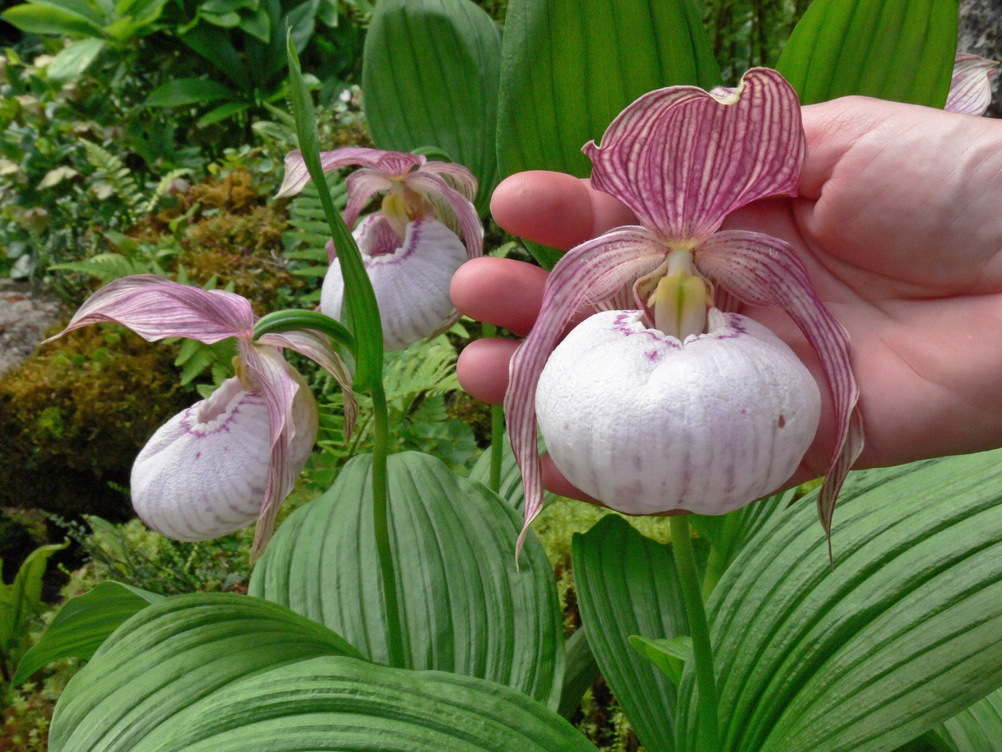 Cypripedium 'Sabine'  (Hardy Orchid)