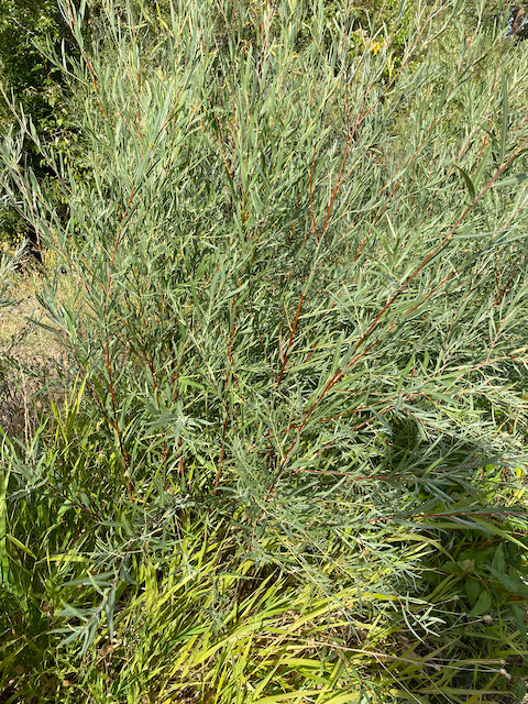 Salix exiguta  (Coyote Willow)