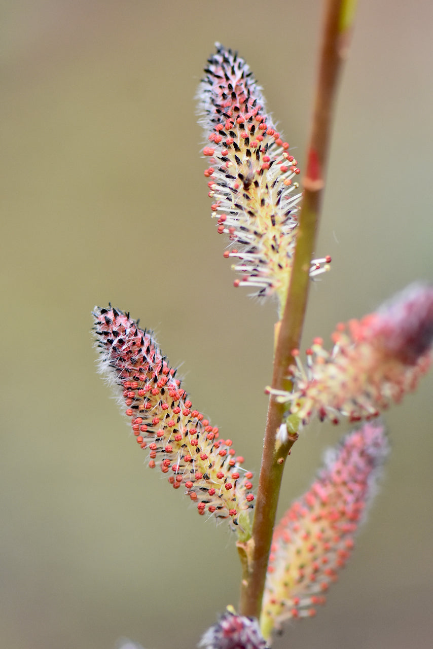 Salix gilgiana (Winter Willow)