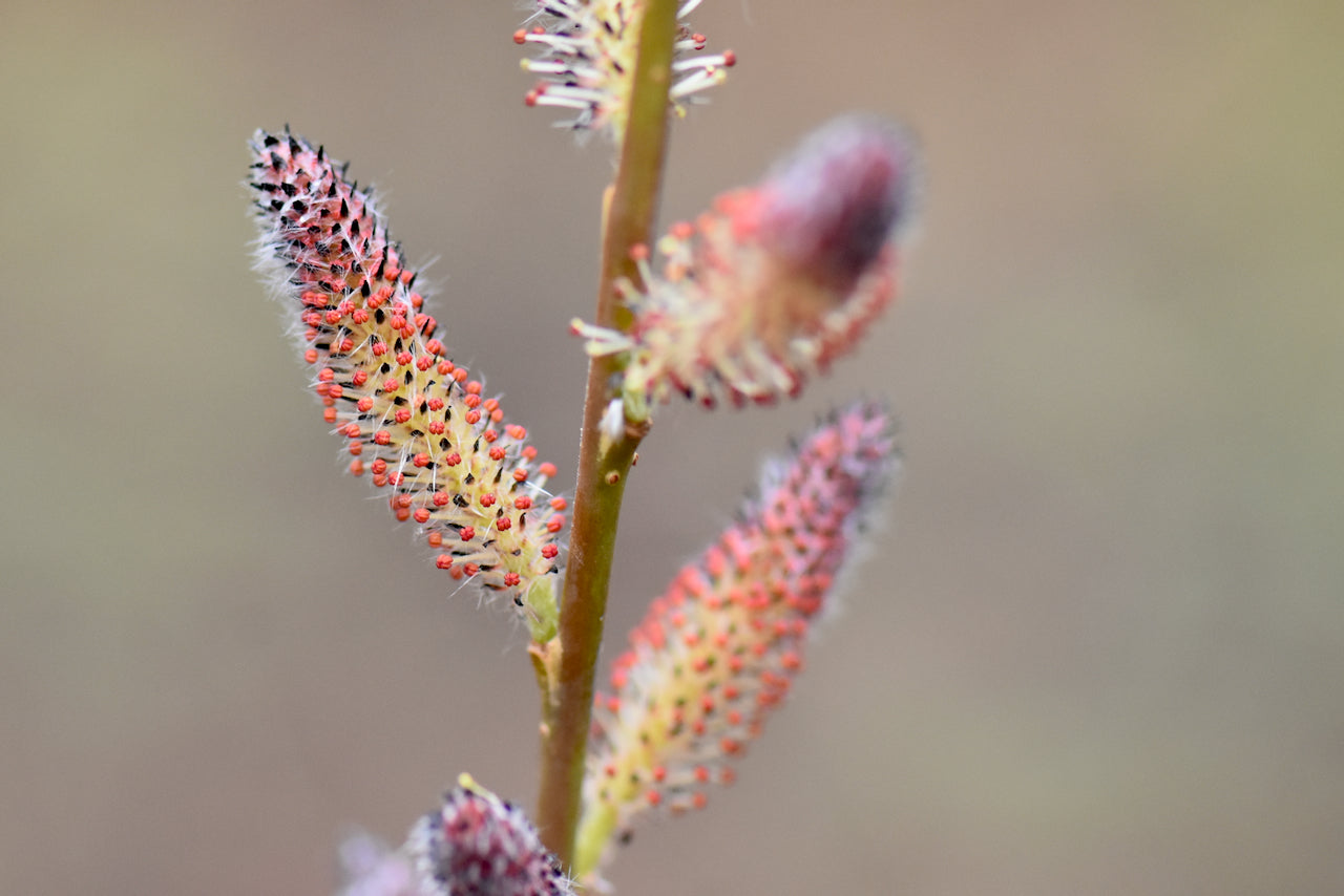 Salix gilgiana (Winter Willow)