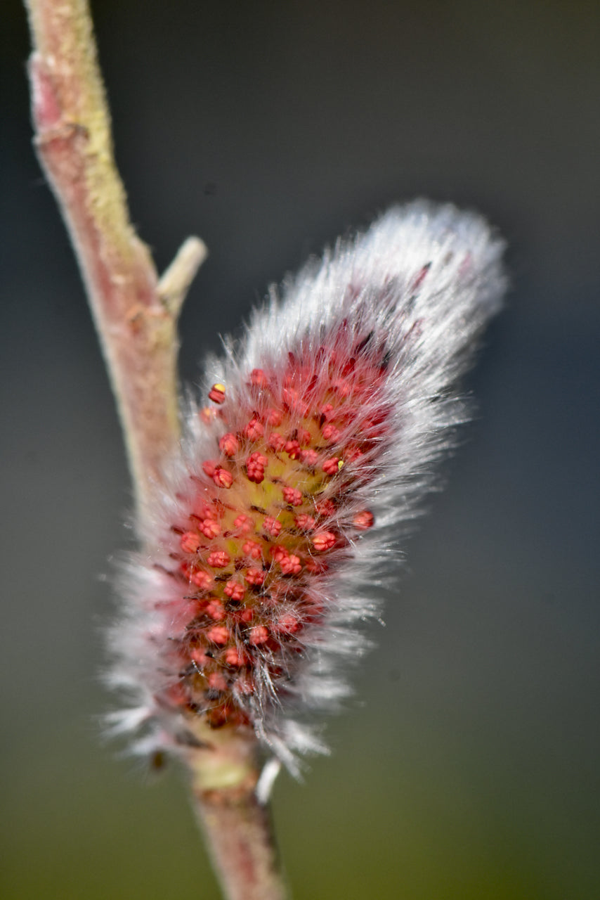 Salix gracilistyla &#39;Mt. Aso&#39; (Japanese Pink Pussy Willow)