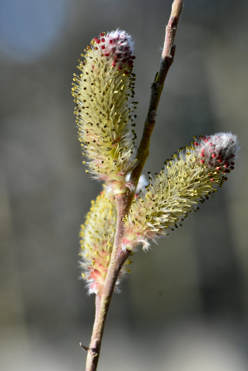 Salix gracilistyla &#39;Mt. Aso&#39; (Japanese Pink Pussy Willow)