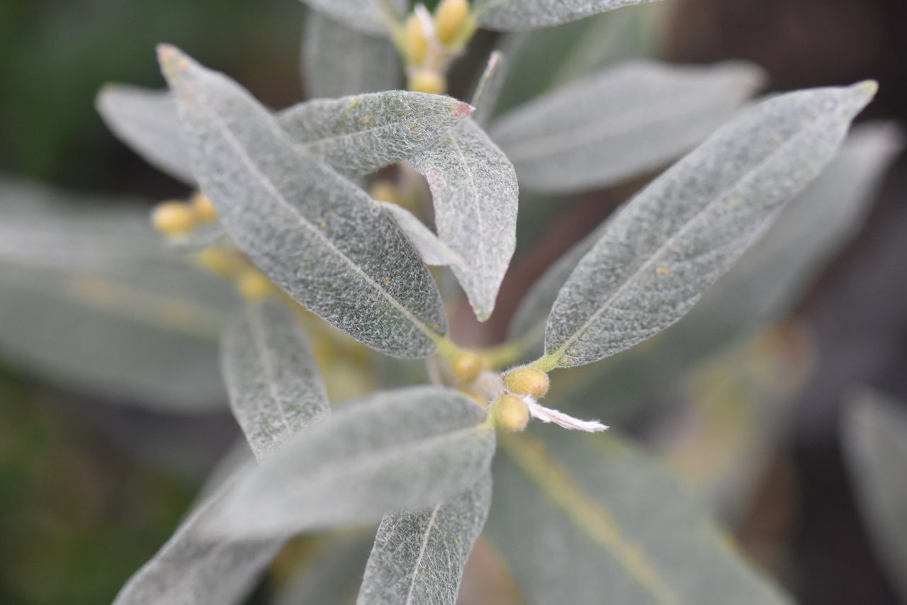 Salix helvetica  (Helvetica Willow)