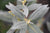Salix helvetica  (Helvetica Willow)