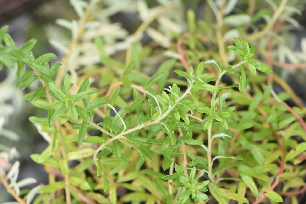Salix hylematica  (Creeping Alpine Willow)