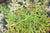 Salix hylematica  (Creeping Alpine Willow)