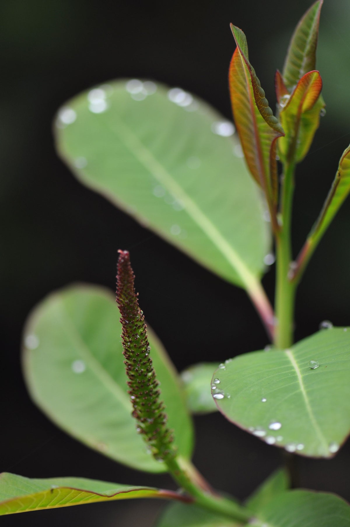 Salix magnifica Female   (Magnolia Willow)