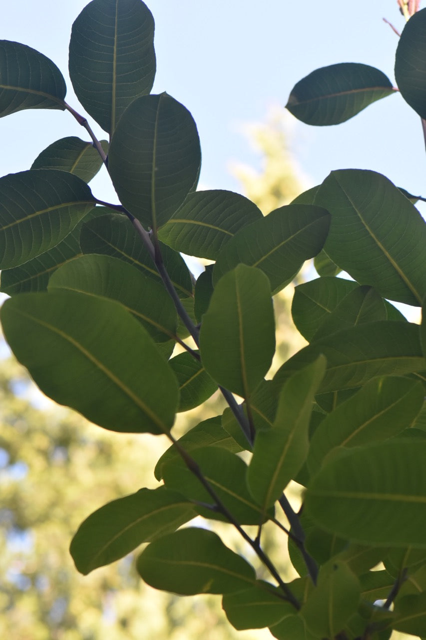 Salix magnifica Female   (Magnolia Willow)