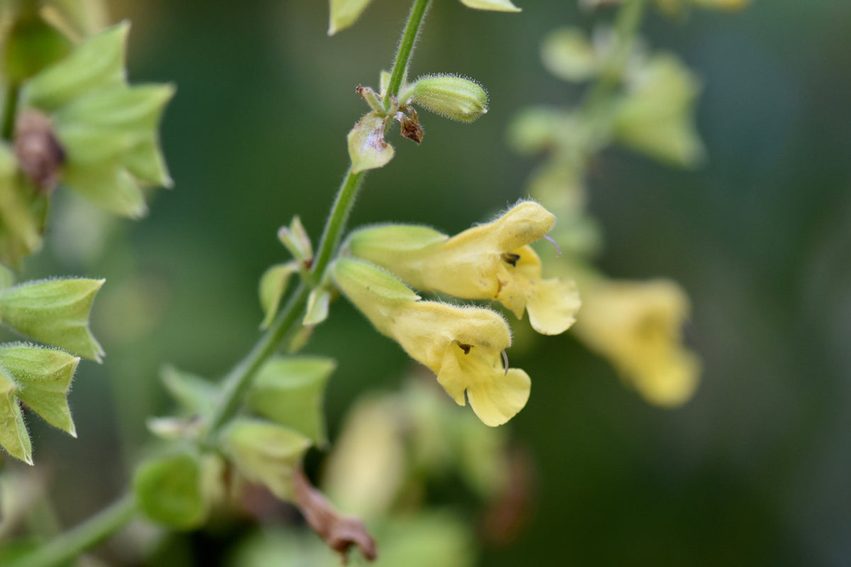 Salvia campanulata ex CC7706 (Campanulate Leaf Sage)